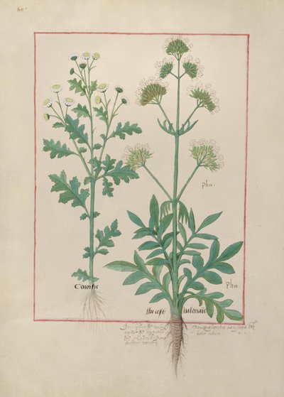 السيدة الاب. Fv VI  1 fol.151v رسم توضيحي من كتاب الأدوية البسيطة لماتياس بلاتيريوس (dc1161) c.1470 بواسطة Robinet Testard